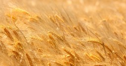Wheat field
