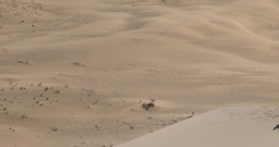 ibunda urwah bin zubair