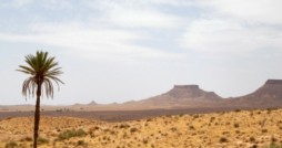 Tabi'in Thawus bin Kaisan