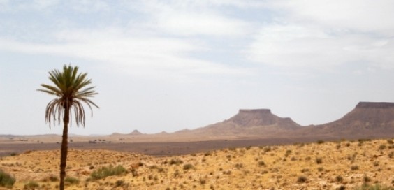 Tabi'in Thawus bin Kaisan